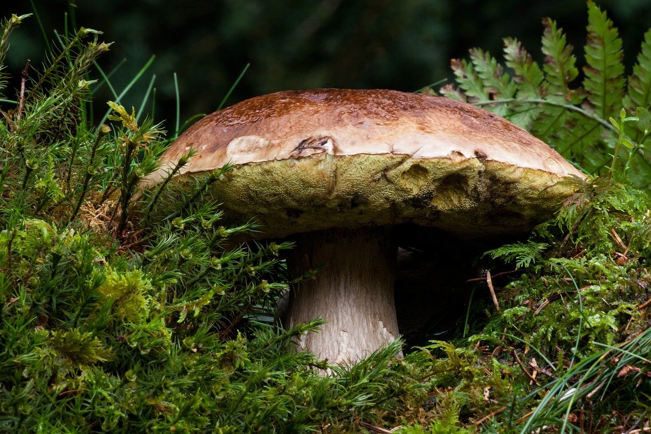 common mushroom 180712 1280